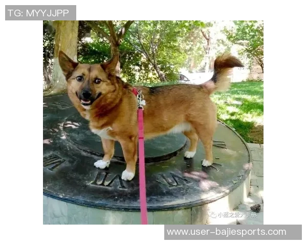 张伯霖分享摇篮舞庆祝喜讯家中爱犬迎来两只可爱小狗出生